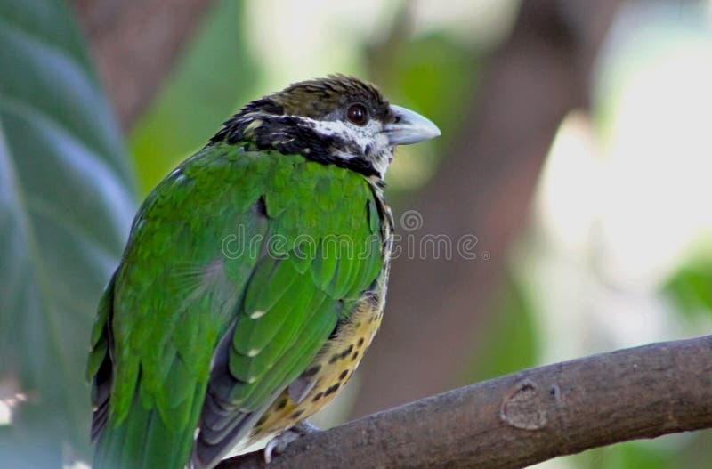 catbird Branco-orelhudo, pássaro imagens de stock royalty free catbird Branco-orelhudo, pássaro imagens de stock royalty free