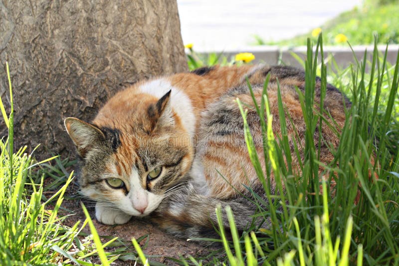 Catcat sweet pet nature world royalty free stock photography Catcat sweet pet nature world royalty free stock photography