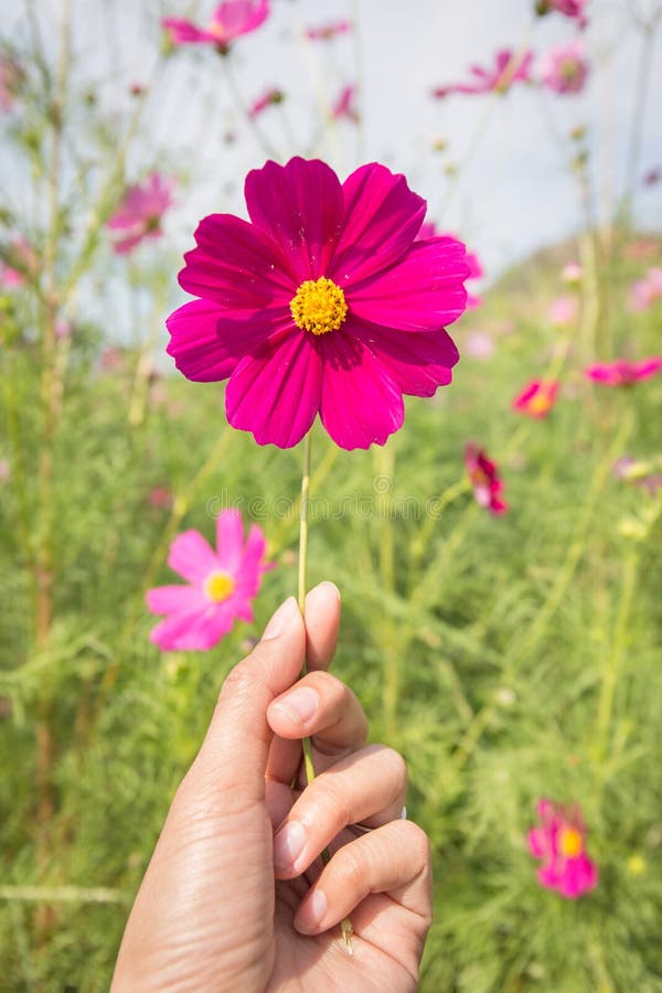 Catch the cosmos flowers stock image. Image of blue, happy 48270651