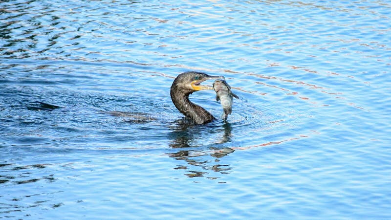 Catch Of The Day royalty free stock images Catch Of The Day royalty free stock images