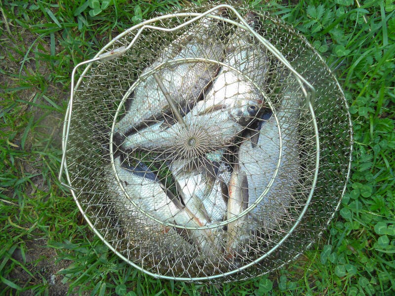 Catch of Fresh Fish in a Cage on the Grass Stock Photo Image of