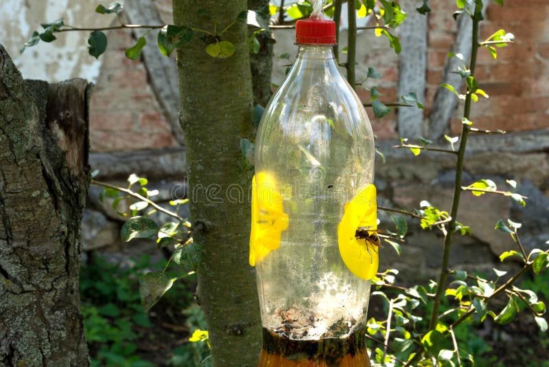 The Hornet Enters in the Homemade Trap with Beer in Garden Stock Image