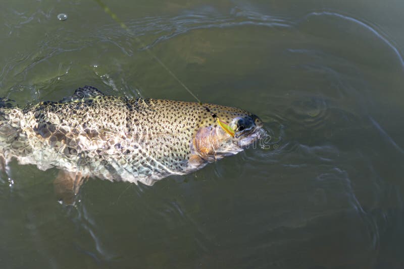 Catching a Brown Trout in the River Stock Image Image of brown