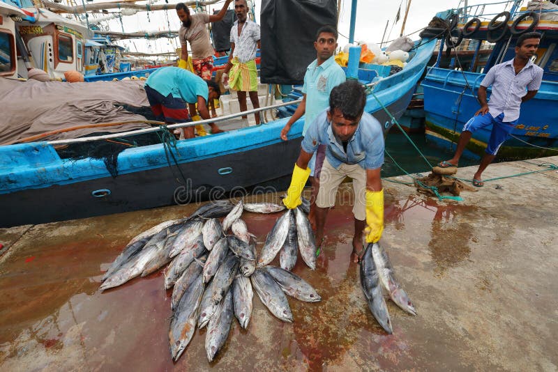 Catching Fresh Fish in the Port of Matara in Sri Lanka Editorial Stock
