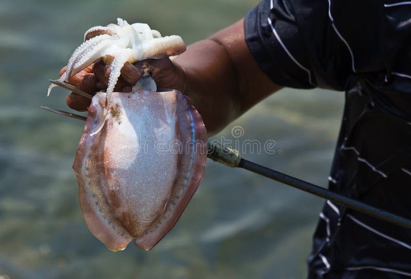 Catching squid stock image. Image of dead, marine, seafood 23444419