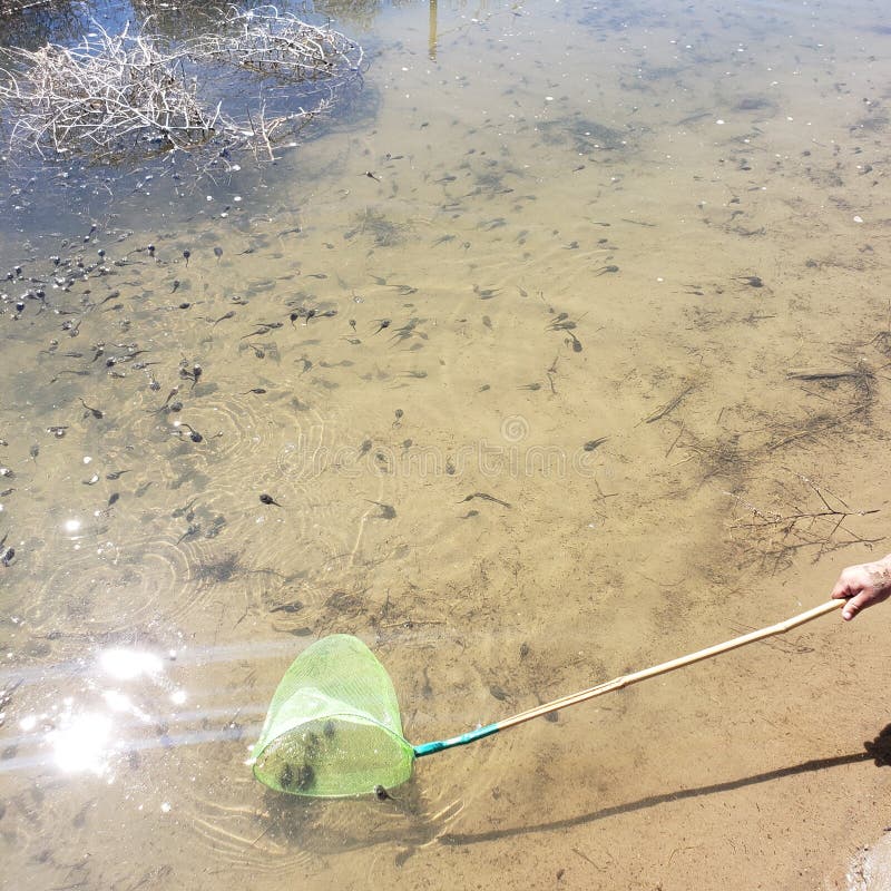 Catching Tadpoles with a Net Stock Image - Image of swim, crowded