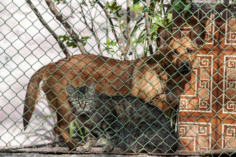 Catdog behind the fence stock image Catdog behind the fence stock image