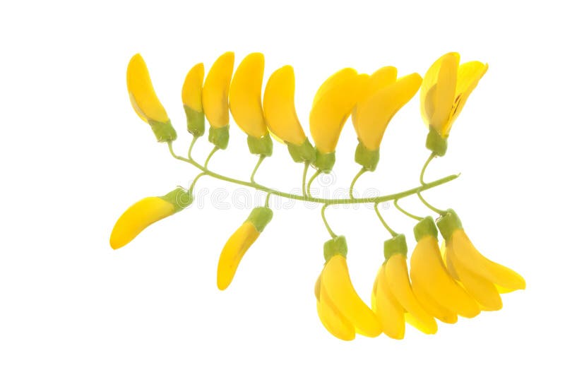 Catena dorata immagini stock libere da diritti Catena dorata immagini stock libere da diritti