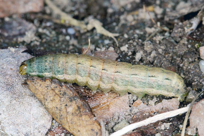 Caterpilar of the family Noctuidae owlet moths, ermyworm. Caterpilars of it insect are a dangerous pests of many plants.