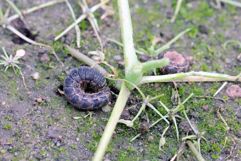 Caterpilars of the family Noctuidae owlet moths, ermyworm. Caterpilars of it insect are a dangerous pests of many plants.