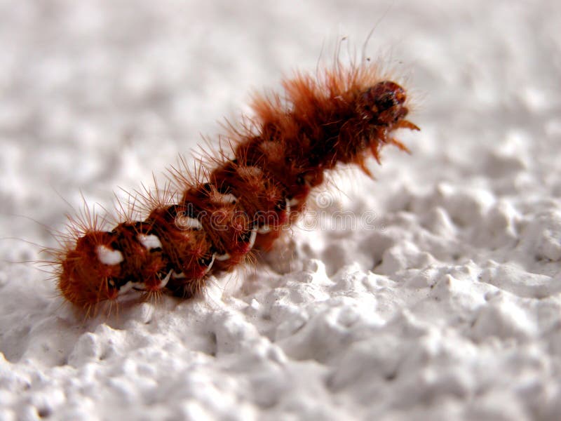 Caterpillar stock photography Caterpillar stock photography