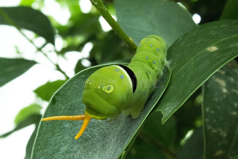 Caterpillar obrazy royalty free Caterpillar obrazy royalty free
