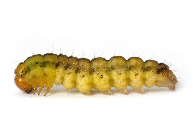 Caterpillar