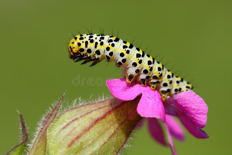Caterpillar on grape leaf. stock image. Image of grape 26782535