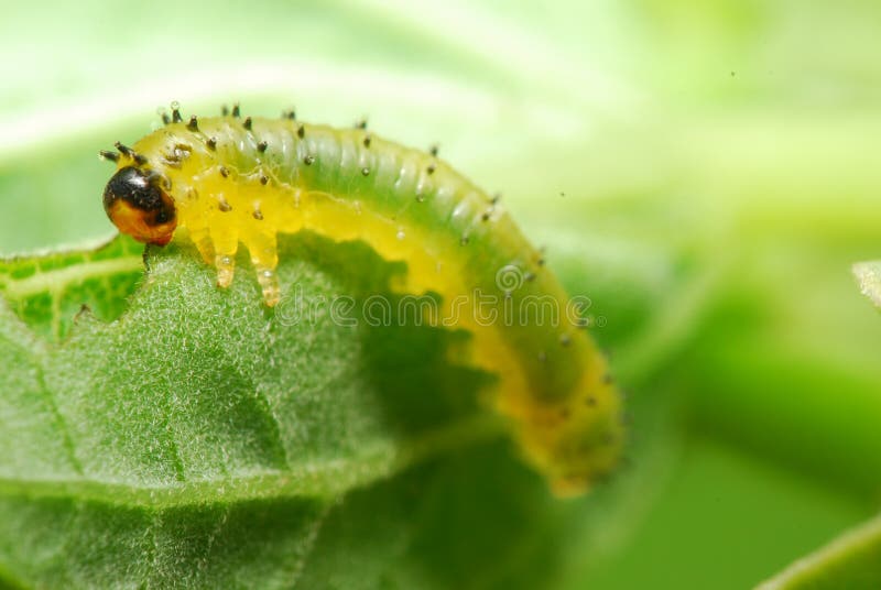 Caterpillar