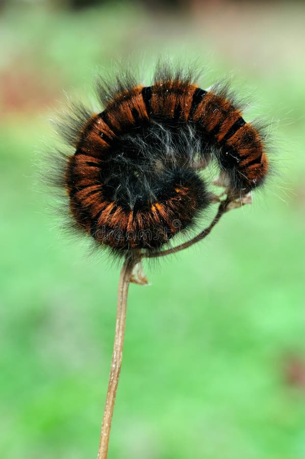 Caterpillar