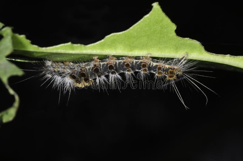 Caterpillar royalty free stock image Caterpillar royalty free stock image