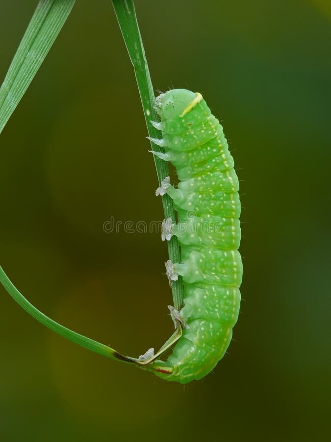 Caterpillar