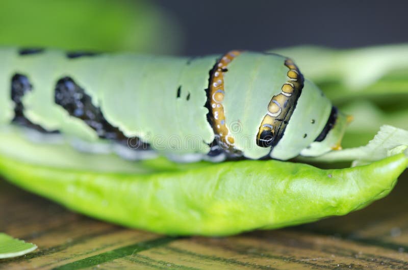 Caterpillar