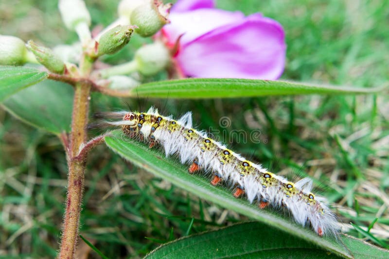 Caterpillars are mostly butterflies or moths.