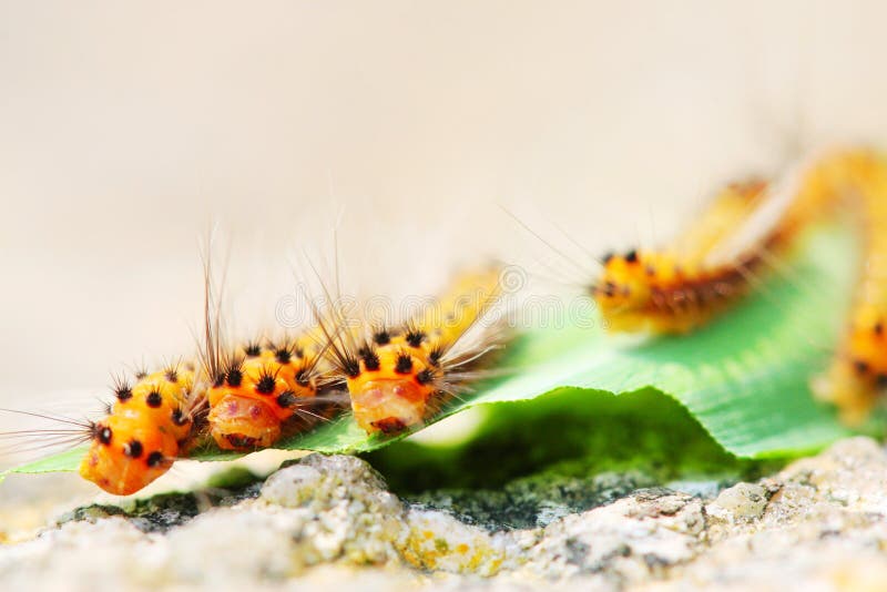 Caterpillar