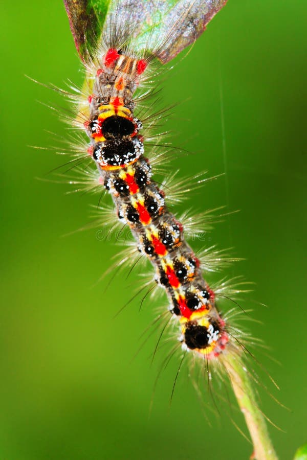 Caterpillar