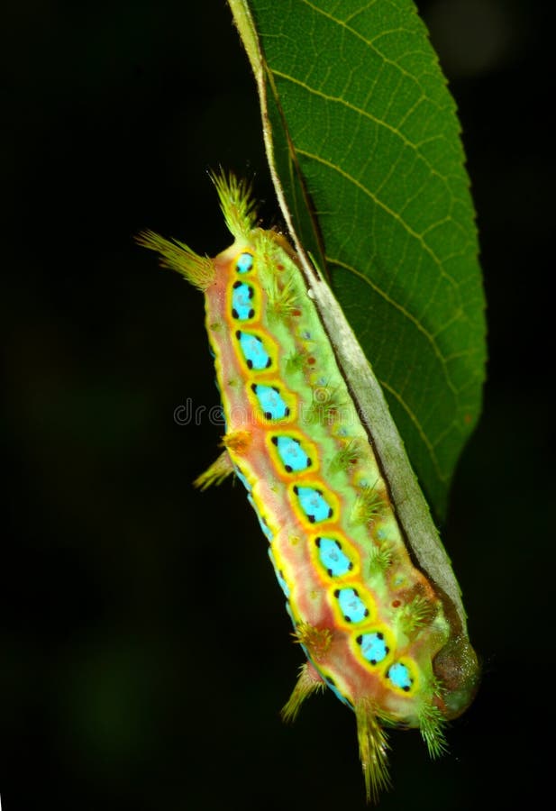 Caterpillar