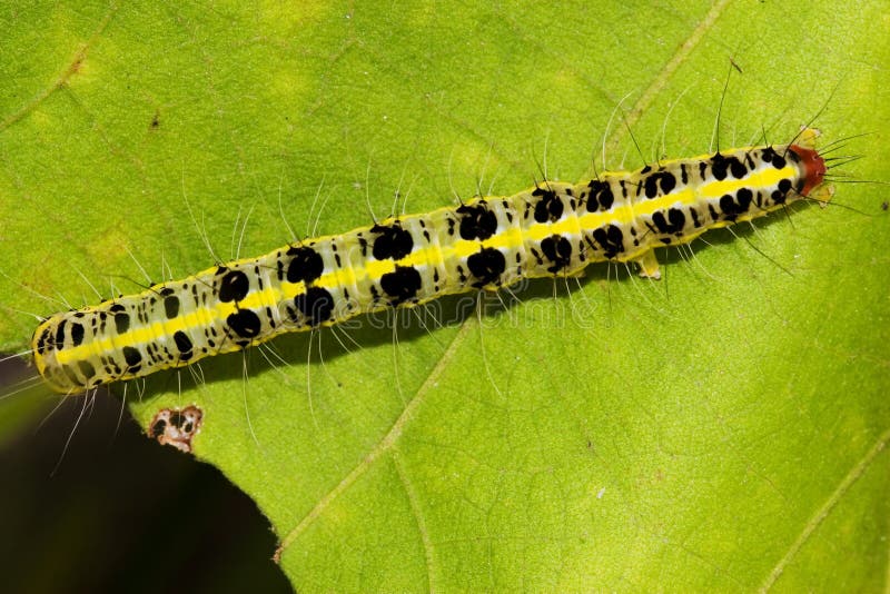 Caterpillar