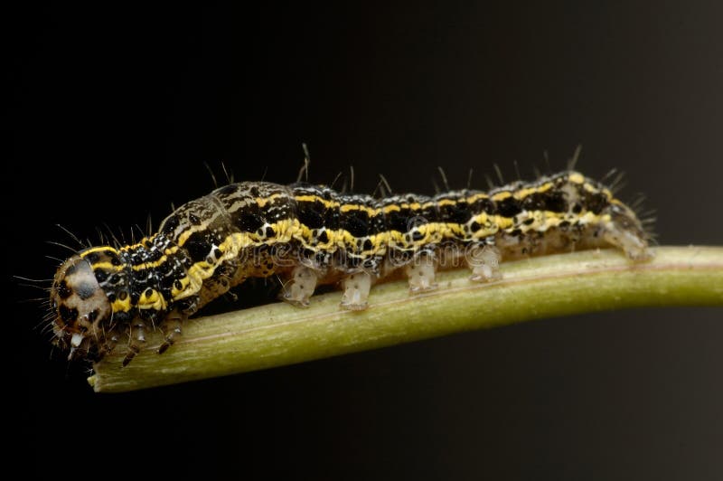 Caterpillar