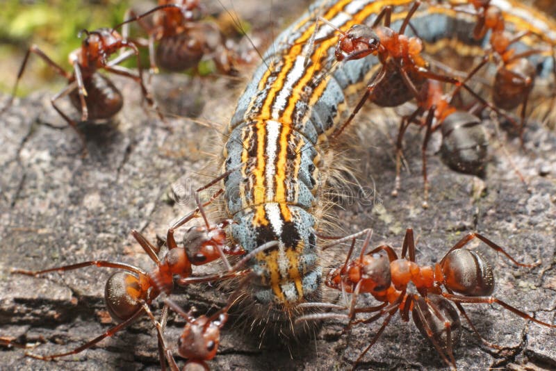 Ants attack a caterpillar stock image. Image of arthropods 9653523