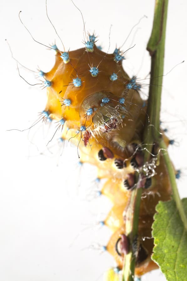 Caterpillar av den jätte- påfågelmalen, Saturniapyri, framme arkivfoto Caterpillar av den jätte- påfågelmalen, Saturniapyri, framme arkivfoto