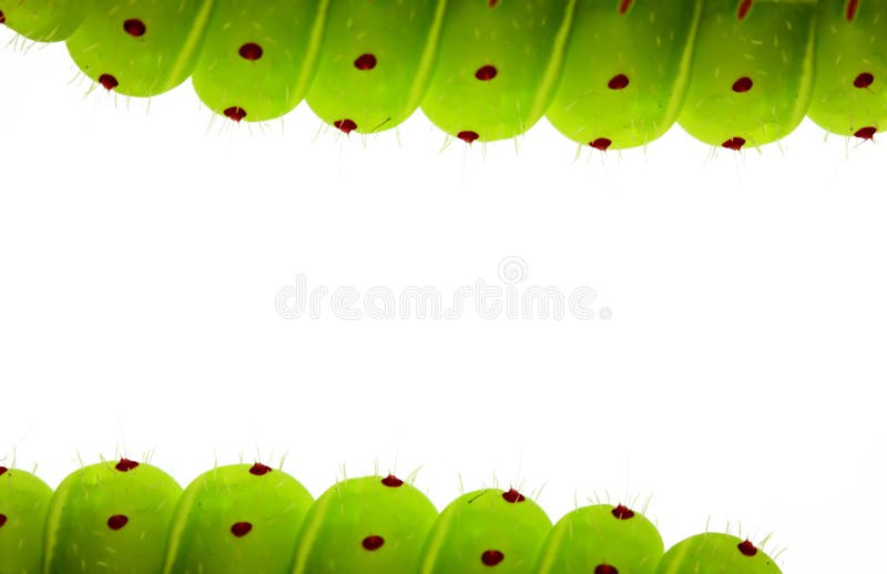Caterpillar border