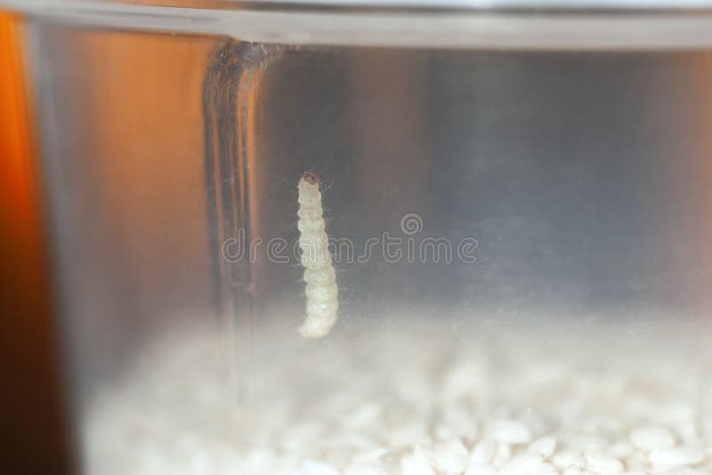 Caterpillar in a Box with Sesame Stock Photo Image of posed, damaged