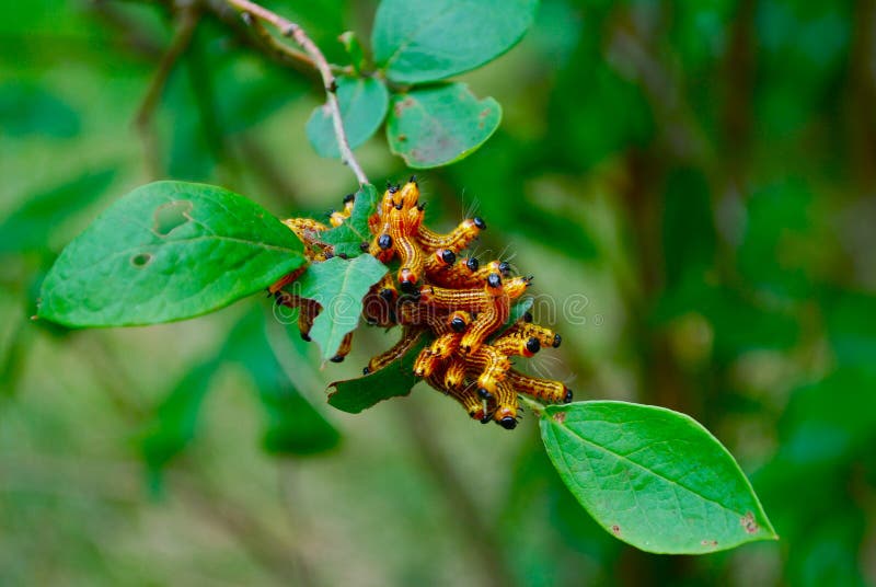Caterpillar Branch