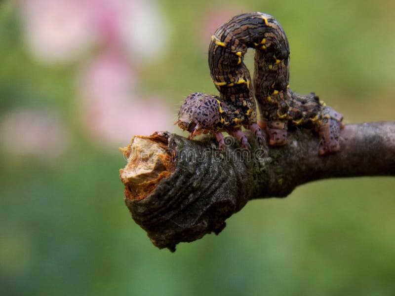 Caterpillar on the branch stock image. Image of insect 116524377