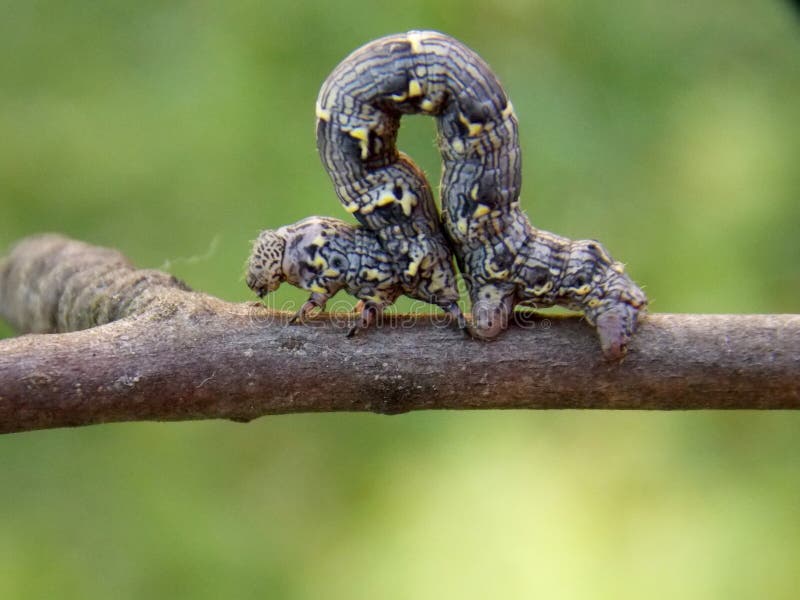 Caterpillar on the branch stock image. Image of caterpillar 116524697