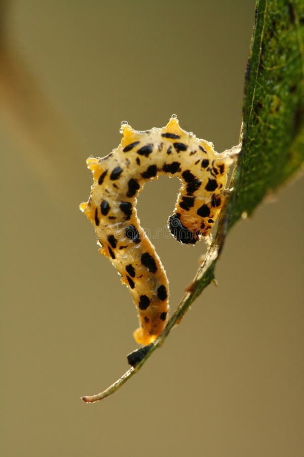 Caterpillar of butterfly