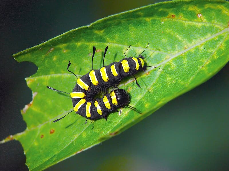 Caterpillar of butterfly Apatele alni.