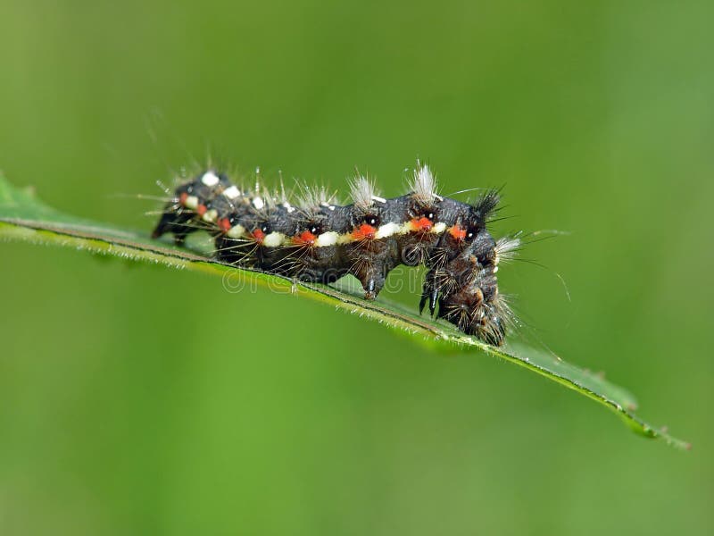 Caterpillar of butterfly Apatele rumicis.