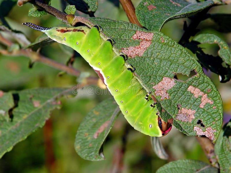 Caterpillar of butterfly Cerura erminea