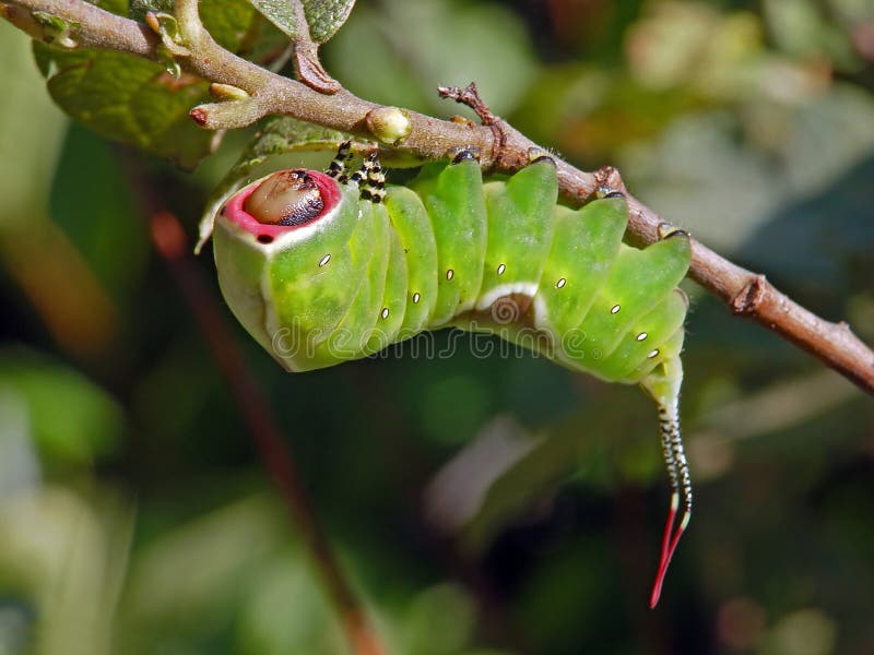 Caterpillar of butterfly Cerura erminea.