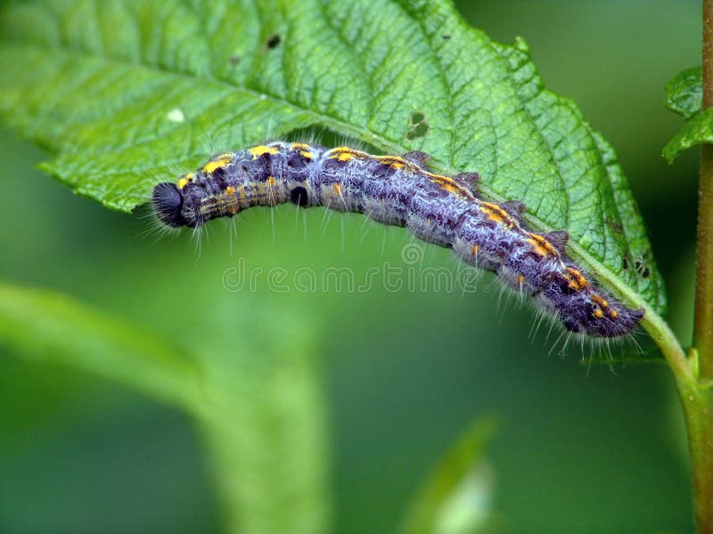 Caterpillar of butterfly Clospera pirga.