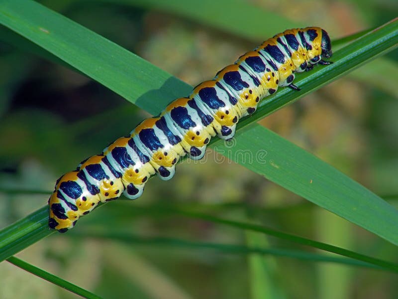Caterpillar of butterfly Cucullia lactucae. stock image Caterpillar of butterfly Cucullia lactucae. stock image