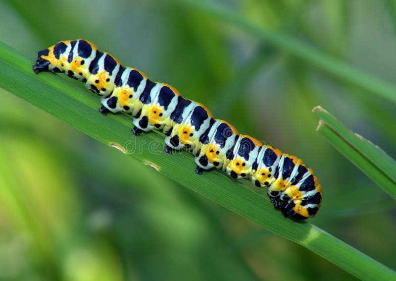 Caterpillar of butterfly Cucullia lactucae.