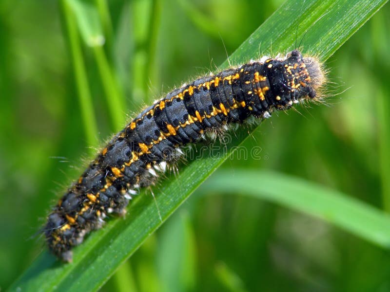 Caterpillar of butterfly Euthrix potatoria.