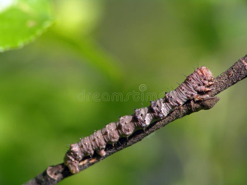 Caterpillar of the butterfly of family Geometridae.