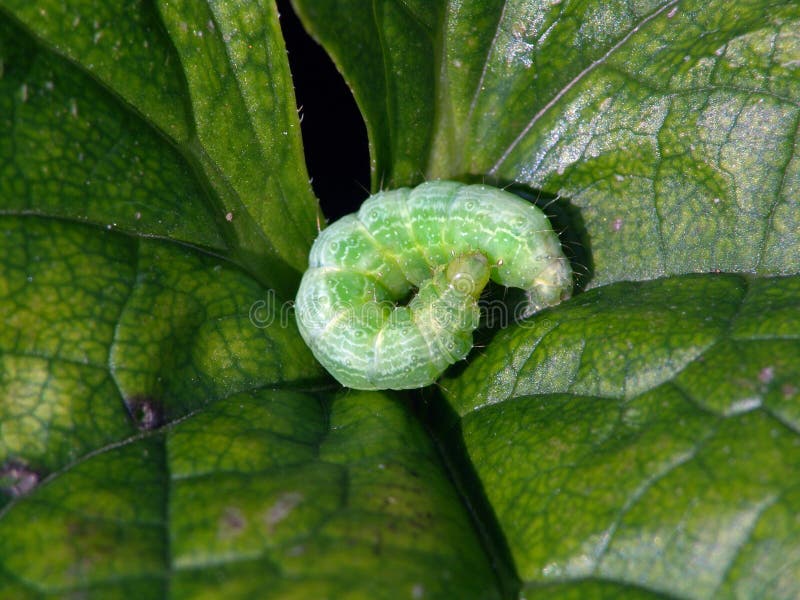 Caterpillar of the butterfly of family Noctuidae.