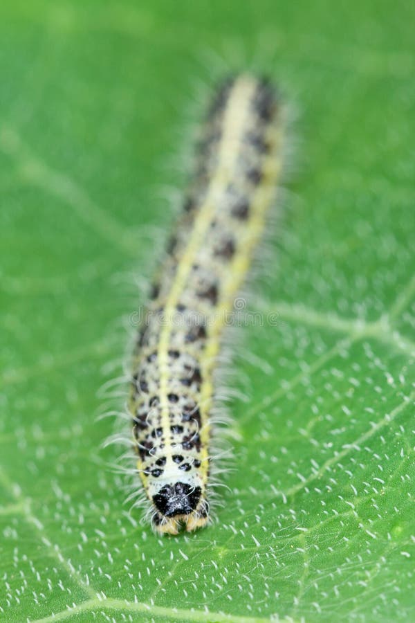 Caterpillar of the butterfly on green leaf