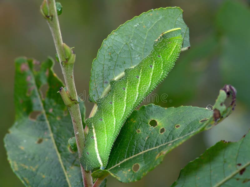 Caterpillar of butterfly Laothoe populi on a willow.