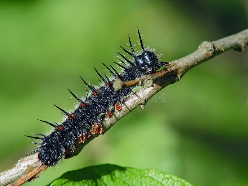 Caterpillar of butterfly Nymphalis antiopa.